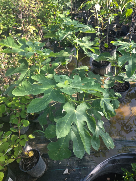 Brown Turkey Fig