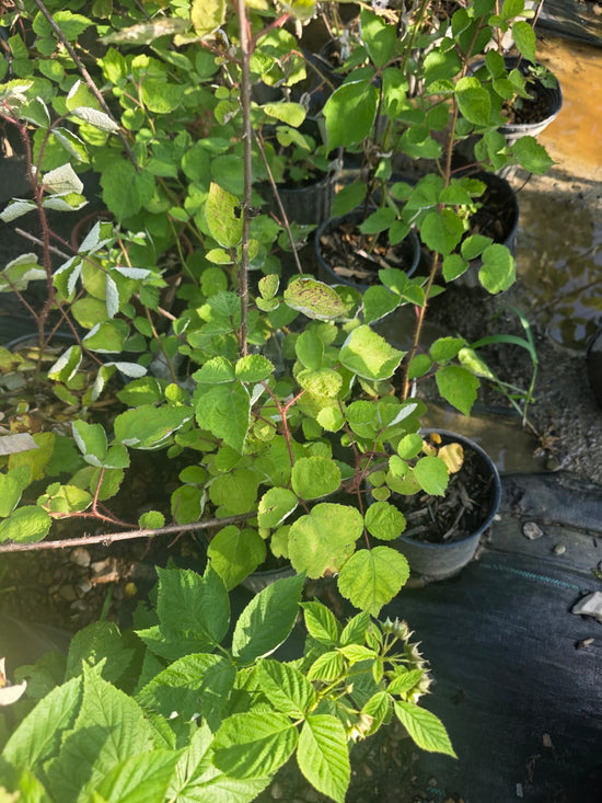 Raspberry Bush Unknown Variety
