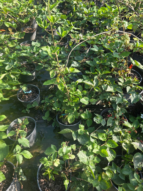 Natchez Blackberry Bush