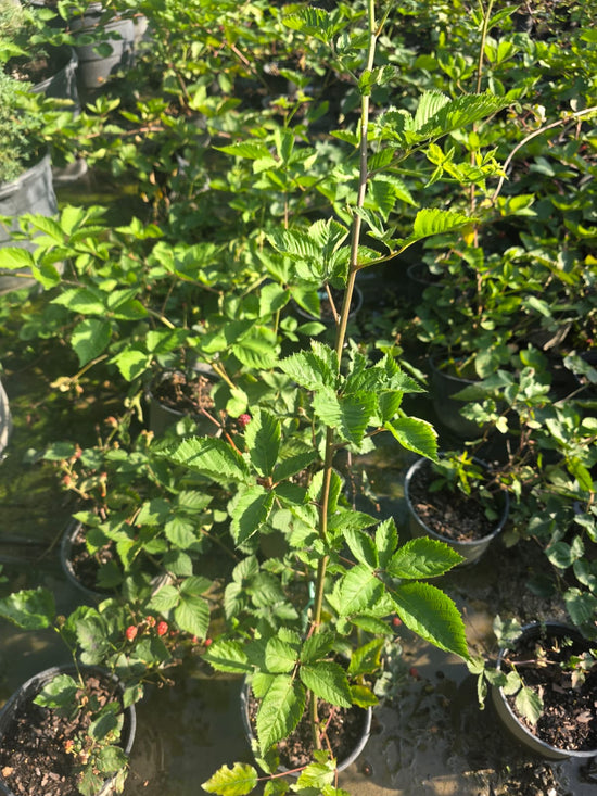 Navajo Blackberry Bush