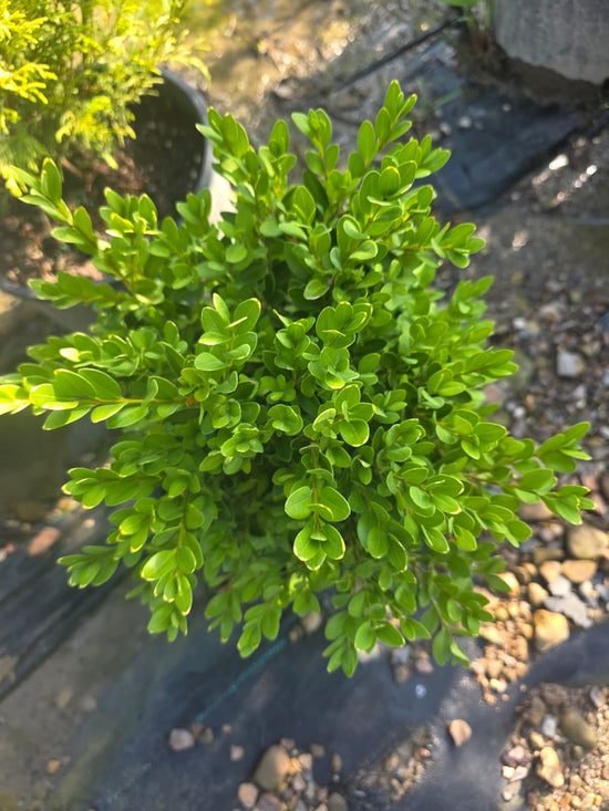 Green Velvet Boxwood
