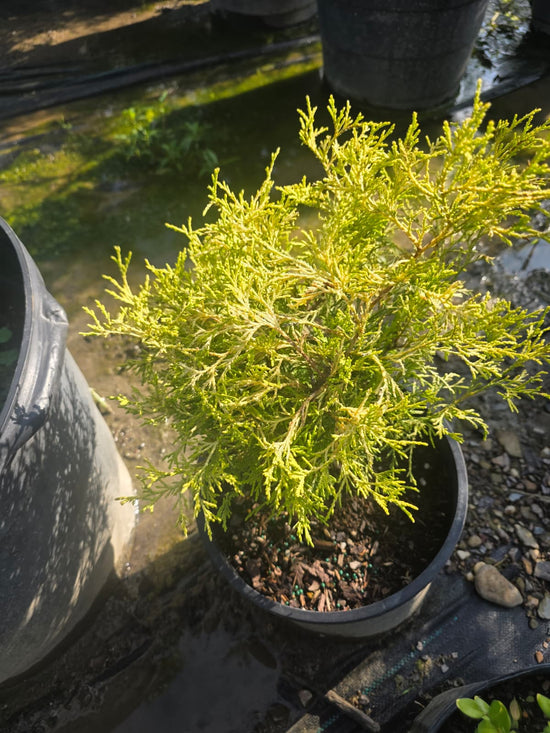 Golden Mop Shrub