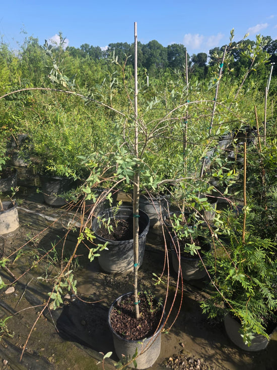 Dappled Willow Tree