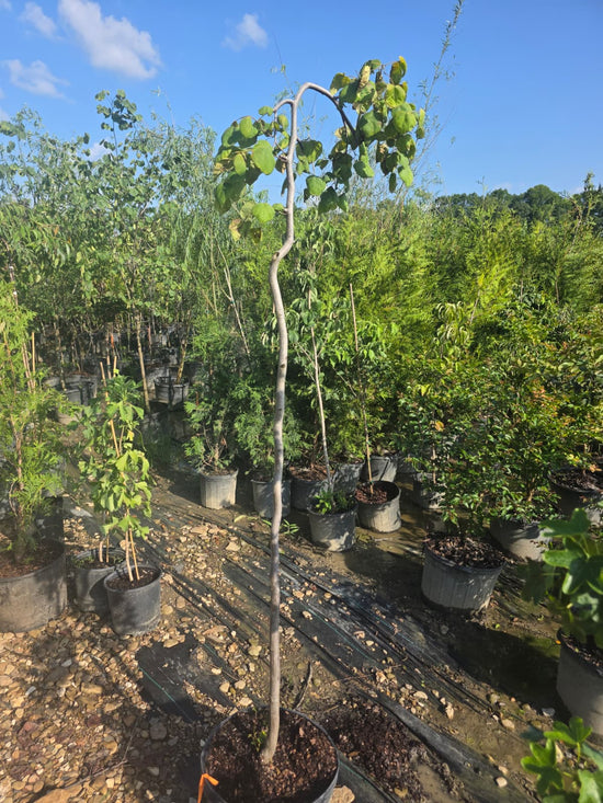 Weeping Redbud