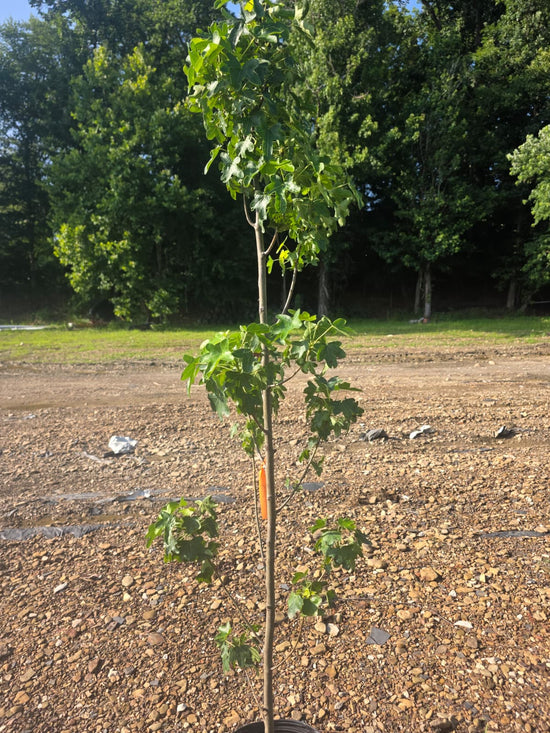 Sweetgum Tree