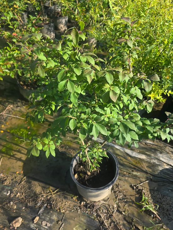 Burning Bush