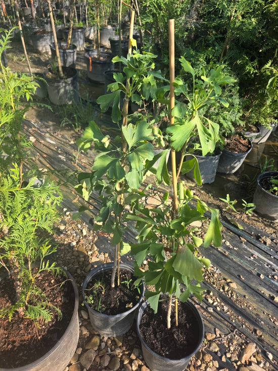 Gingko Biloba