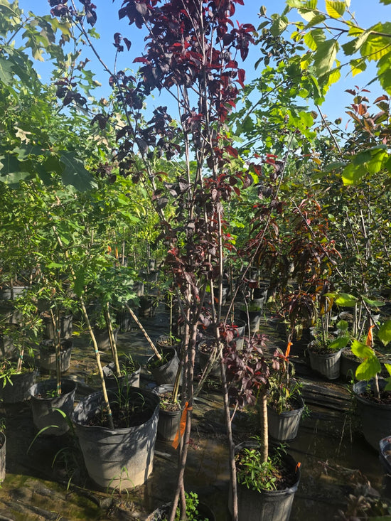 Krauter Vesuvius Red Plum 6&