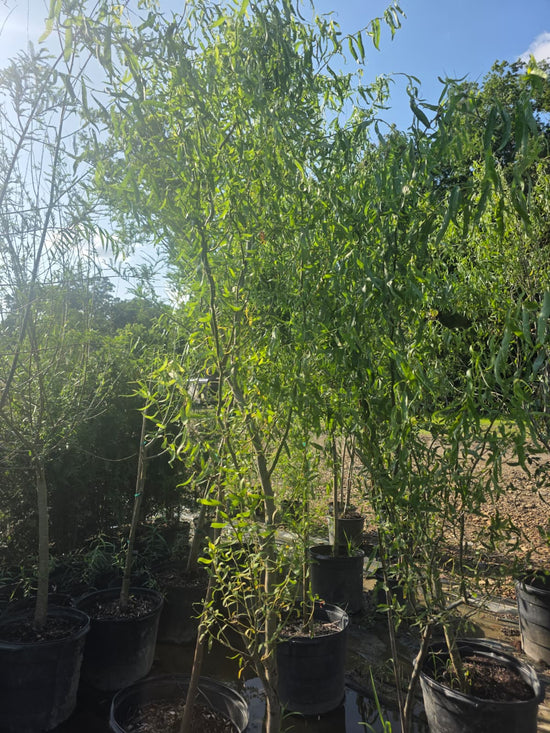 Corkscrew Willow