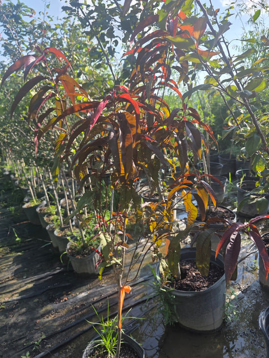 Corinthian Red Ornamental Peach
