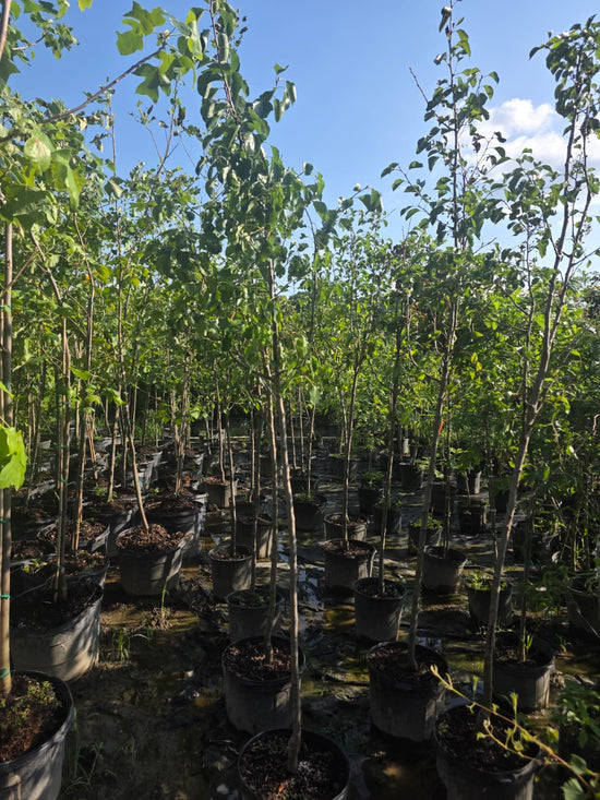 Cleveland Pear 6-7&