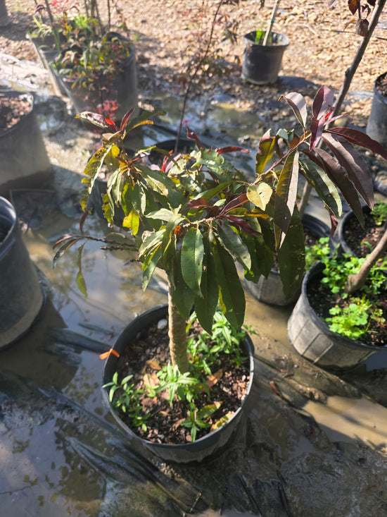 Dwarf Bonfire Red Ornamental Peach