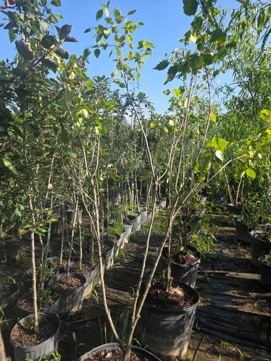 River Birch Multistem