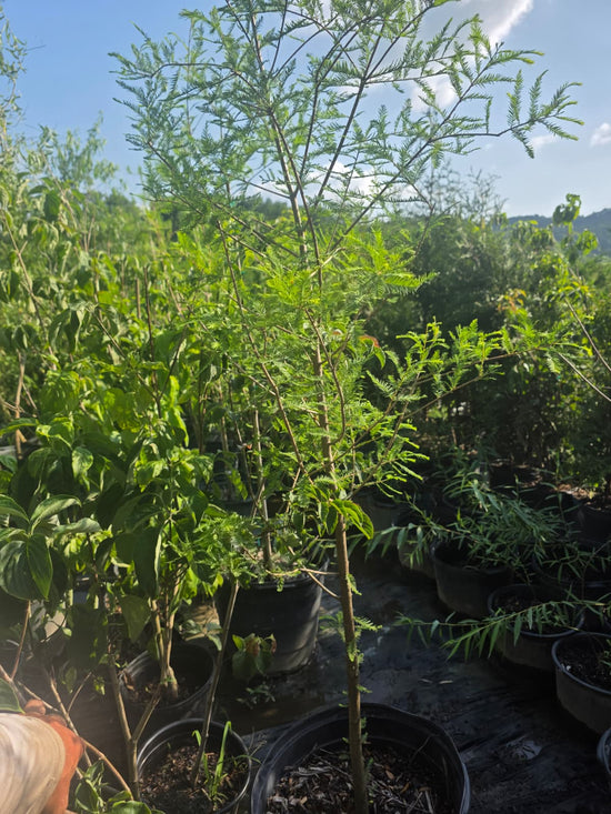 Bald Cypress Tree