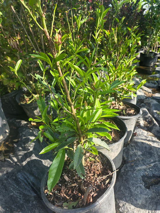 Skip Laurel Bush