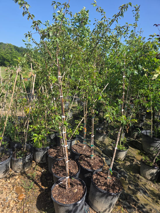 Autumnalis Cherry 2x flowering