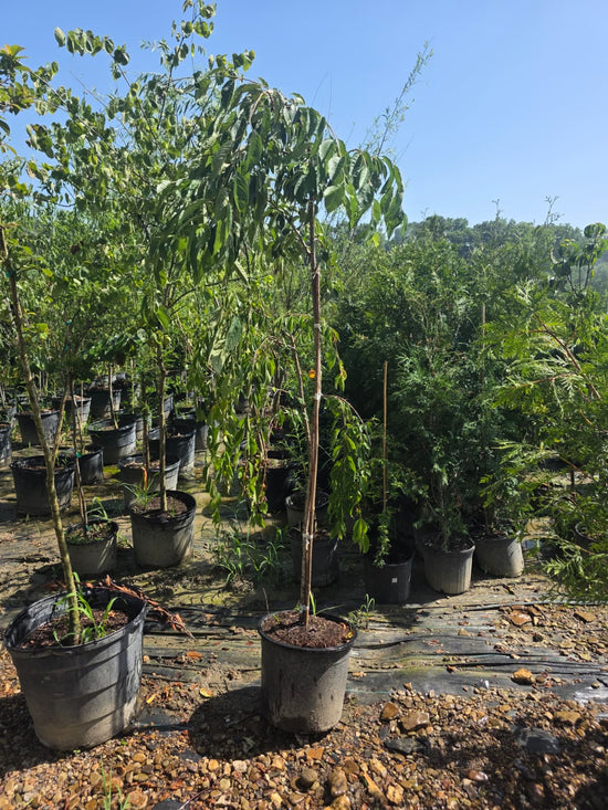 Weeping Cherry White