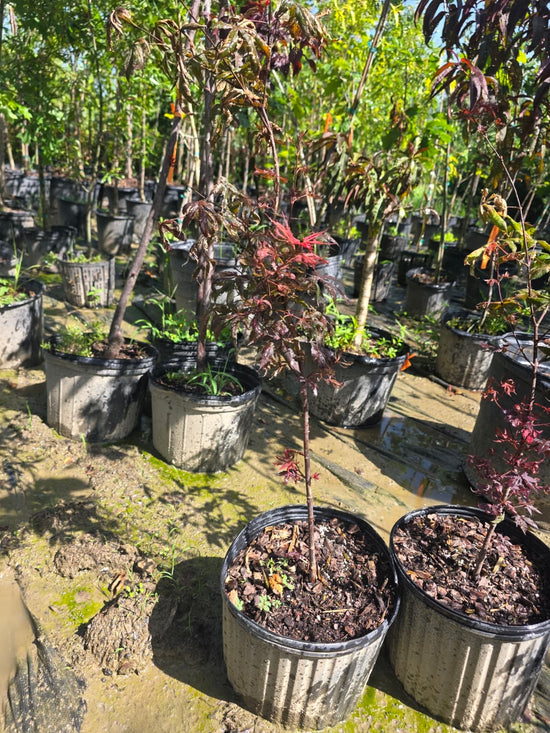 Japanese Maple