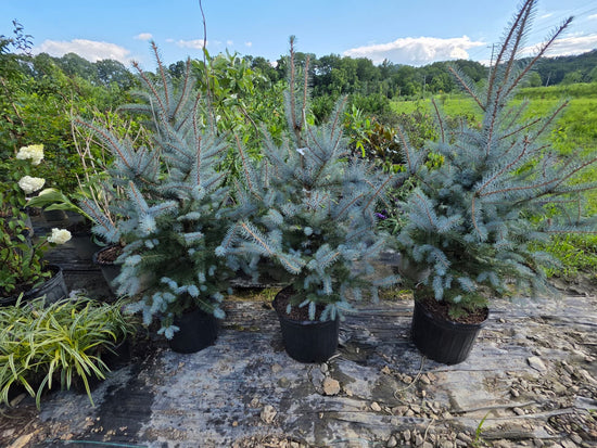 Blue Diamond Blue Spruce 3-4&