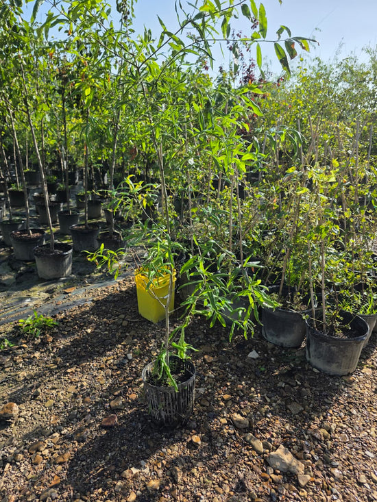 Willow Oak