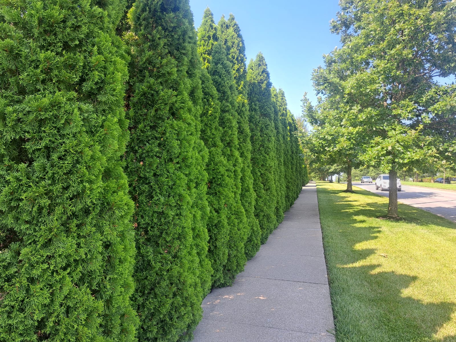 Best Privacy Trees for Chicago Neighborhoods – Victory Garden Boys