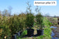 American Pillar Arborvitae 4&