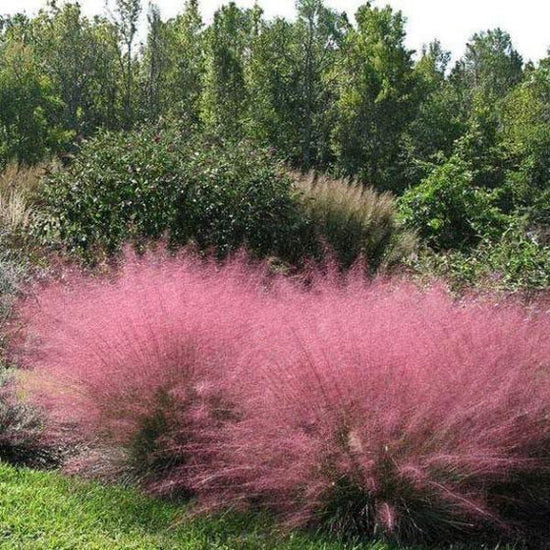 Muhly Pink Grass
