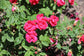 Double Knockout Roses, Red, Pink