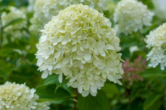 Limelight Hydrangea Bush