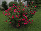 Double Knockout Roses, Red, Pink