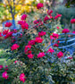 Double Knockout Roses, Red, Pink