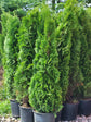 Emerald Green Arborvitae- "Thuja occidentalis"