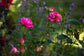 Double Knockout Roses, Red, Pink