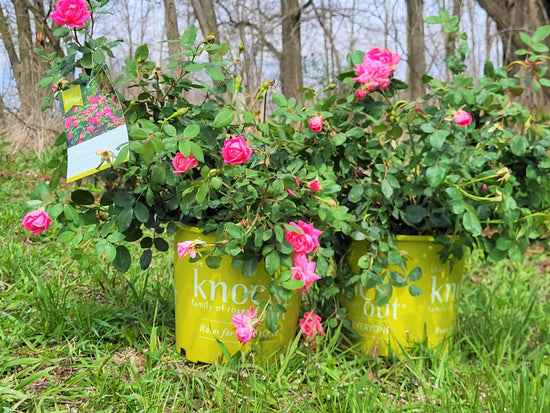 Double Knockout Roses, Red, Pink