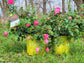 Double Knockout Roses, Red, Pink
