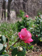 Double Knockout Roses, Red, Pink