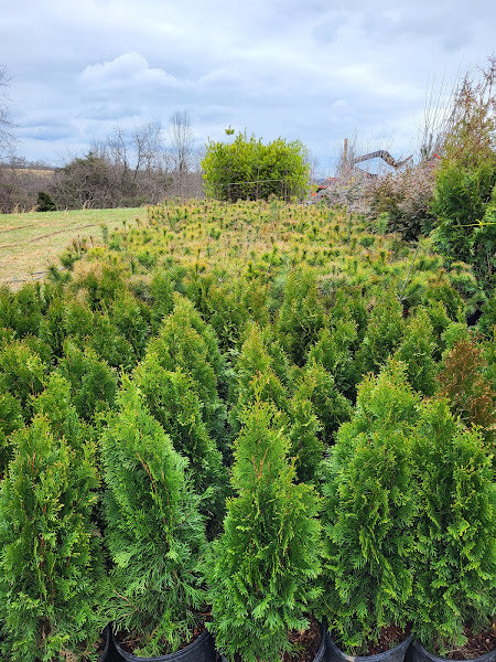 Emerald Green Arborvitae- "Thuja occidentalis"