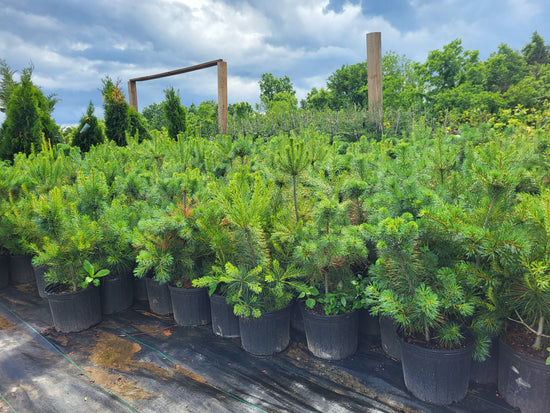 Eastern White Pine 2-3&