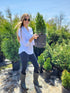 Emerald Green Arborvitae- "Thuja occidentalis"