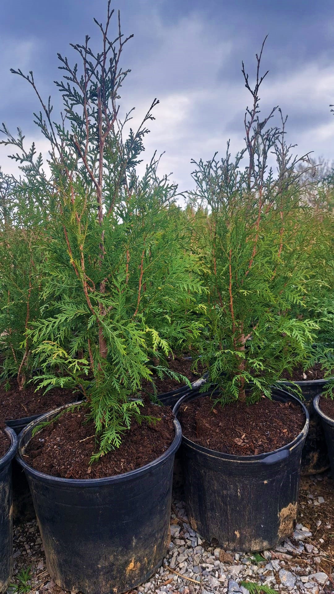 American Pillar Arborvitae for Sale Victory Garden Boys