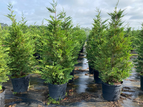 Leyland Cypress 4&